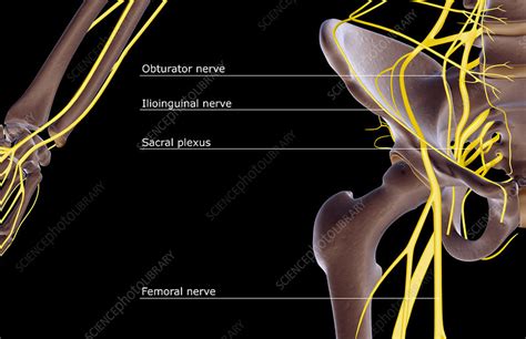 Anatomy Pictures Of Lower Back And Hip / Rocky Mountain Spine and Sport ...