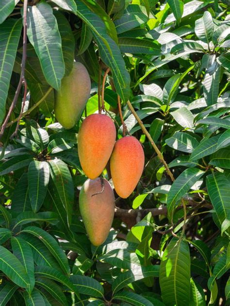 Varieties Of Mango