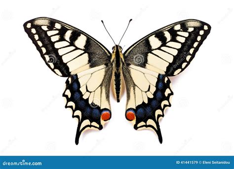 Butterfly-Papilio Pharmacophagus Antenor Mating Stock Photography ...