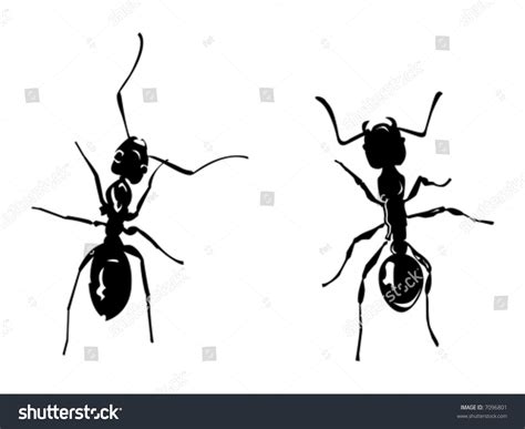 Two Black Vector Ants On White Background 7096801 Shutterstock