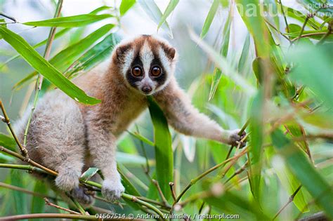 Stock Photo Of Javan Slow Loris Nycticebus Javanicus Juvenile