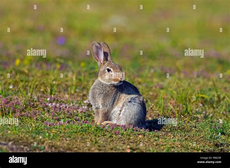 Young European Rabbit Common Rabbit Oryctolagus Cuniculus Sitting