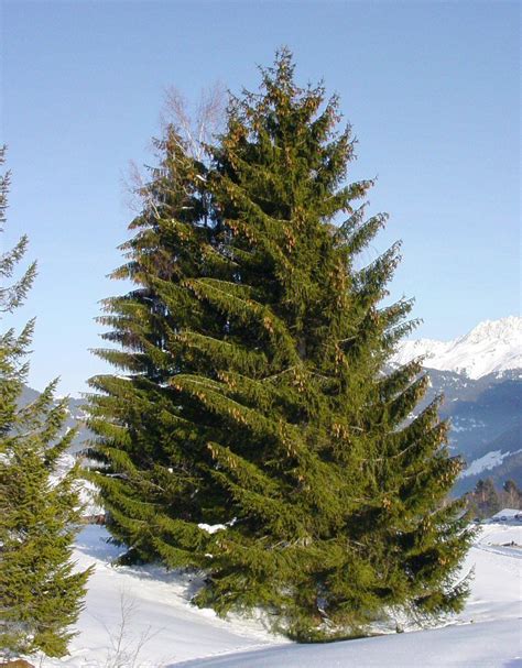 Free Images Branch Snow Winter Green Evergreen Fir Christmas