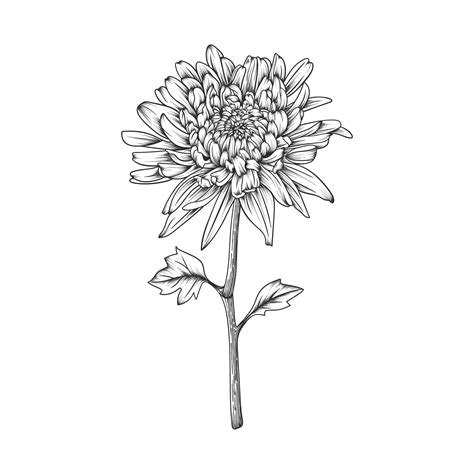 Hand Drawn Chrysanthemum Flower And Leaves Drawing Illustration