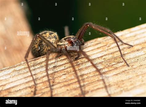 Female Hobo Spider Identification