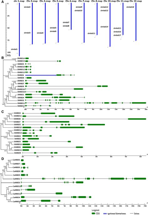 Chromosomal Localization And Distribution Of Exons Introns Of Mbd