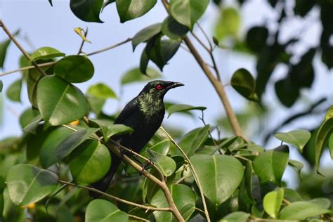 Langkawi Bird Watching Tour Price 2025 Promotions Online Discounts