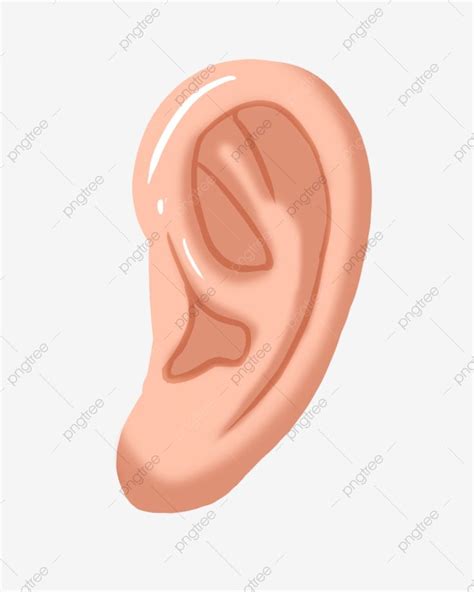 Human Organs Illustration White Transparent Human Organs Ear