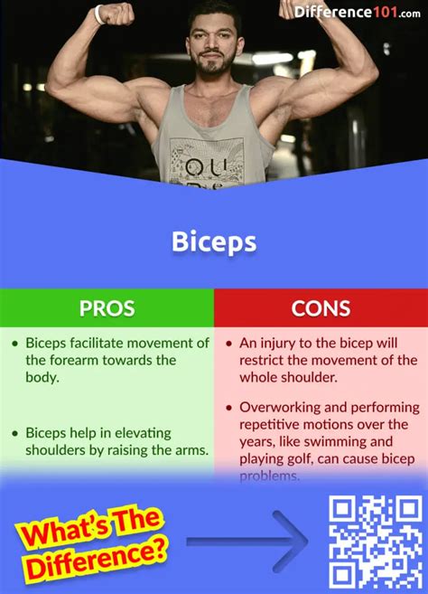 Biceps vs Triceps: 4 Key Differences, Pros & Cons, Examples ...