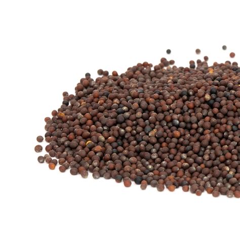 Mustard Brown Mumms Sprouting Seeds