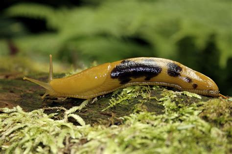 Spotted Banana Slug Spotted This Inch Beauty On A Log Ju Flickr