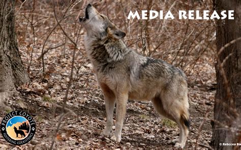 Media Release Mexican Wolf Recovery Plan Revision Draws Mixed