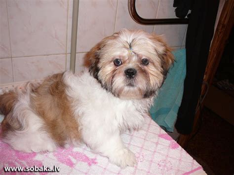 Ши-тцу - Фото - страница 7 на SOBAKA.LV