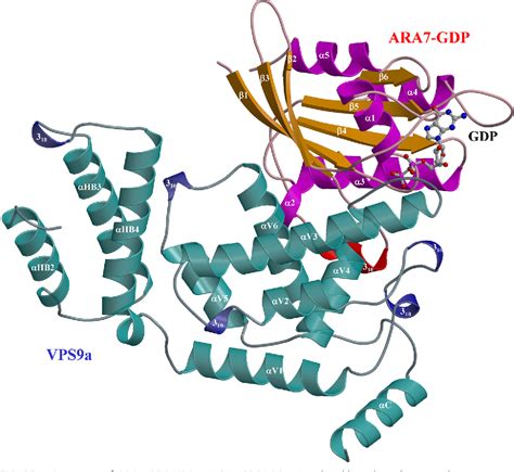 Figure From Gdp Bound And Nucleotide Free Intermediates Of The