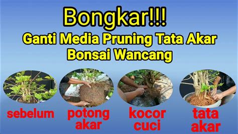 Cara Ganti Media Program Akar Dan Pres Cabang Pres Cabang Bonsai Wancang Wahong Sambung