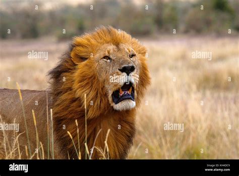African Lion Male Kenya Africa2 Stock Photo Alamy