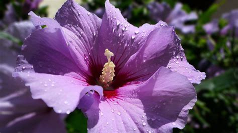 100 Hibiscus Wallpapers