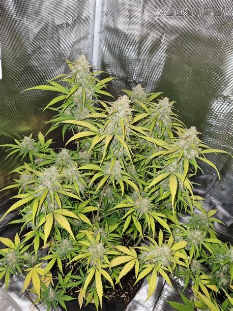 Blimburn Seeds Cream Automatic Grow Diary Journal Week By Mojito