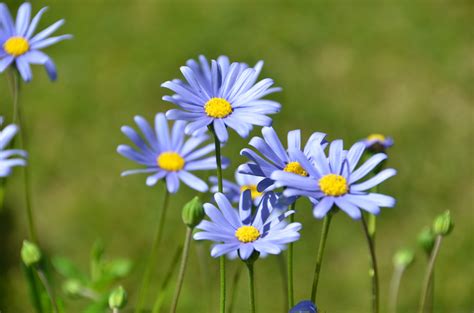 Free Images Nature Grass Blossom Field Meadow Prairie Flower