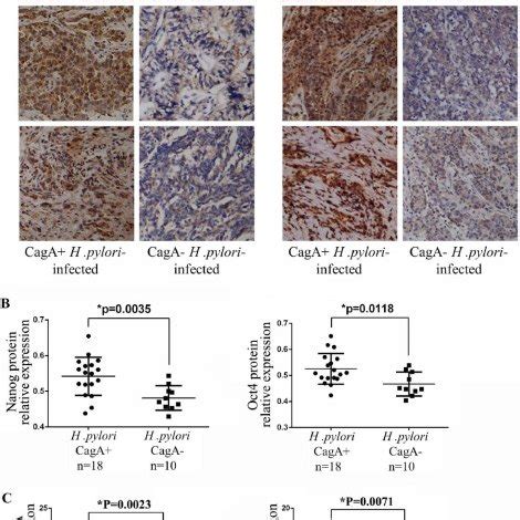 CagA positive H pylori activates Wnt β catenin signaling including