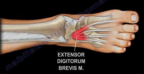 Dr Nabil Ebraheims Blogspot Extensor Digitorum Brevis