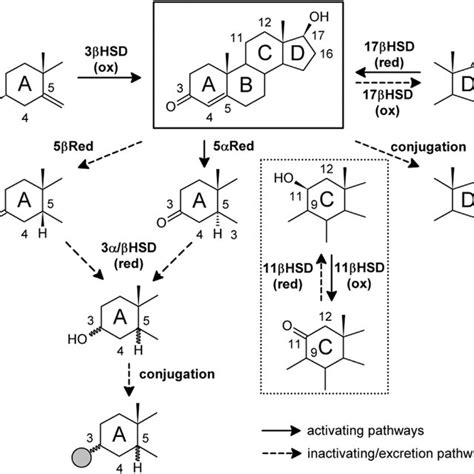 Schematic Overview Of Sex Steroid Biosynthesis In The Ovaries Steps Of