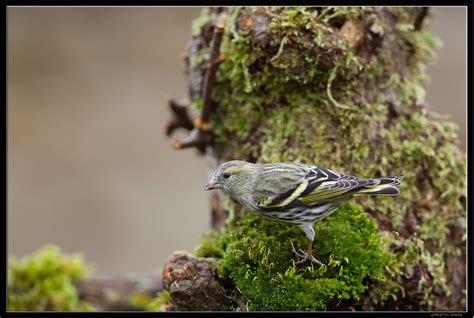 Tarin Des Aulnes FRINGILIDES Carduelis Spinus 2016 Flickr