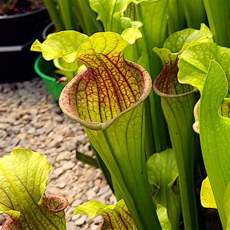 Sarracenia Leucophylla X Oreophila