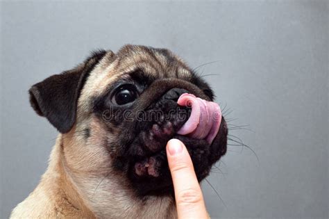 Portrait Of A Pug Dog With Red Inflamed Wounds On His Face Dog Allergy