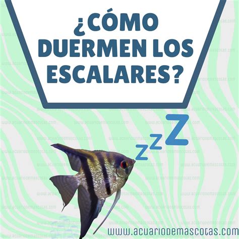 Cómo duermen los peces escalares Todo lo que necesitas saber