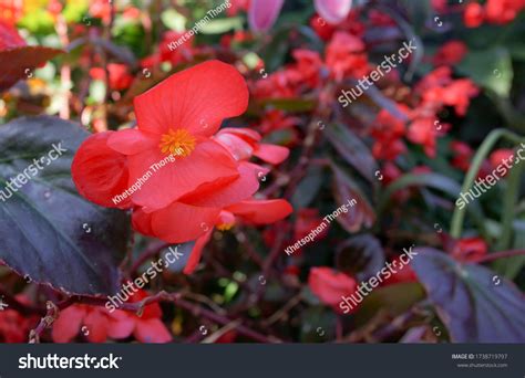 273 Fibrous Begonia Images Stock Photos And Vectors Shutterstock