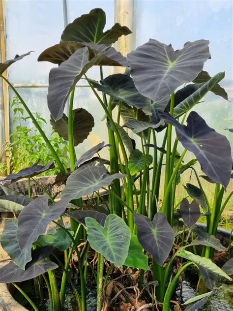 Colocasia Esculenta Coal Miner Plantes Aquatiques