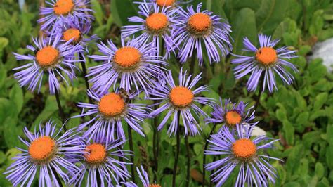 Über uns Botanischer Garten München Nymphenburg