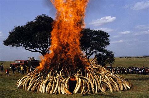 Ivory Stockpile Burns Poachingfacts