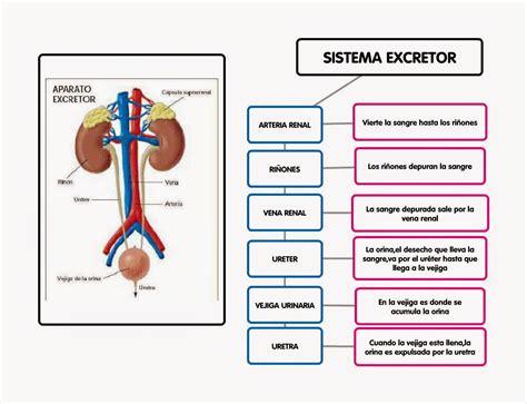 Mapa Mental Del Sistema Excretor Colo | Porn Sex Picture