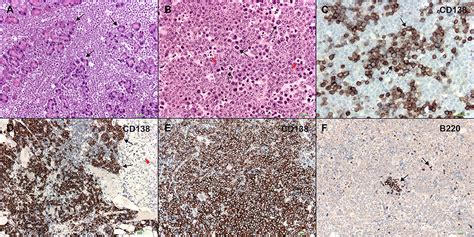 Frontiers Wwox Deletion In Mouse B Cells Leads To Genomic Instability