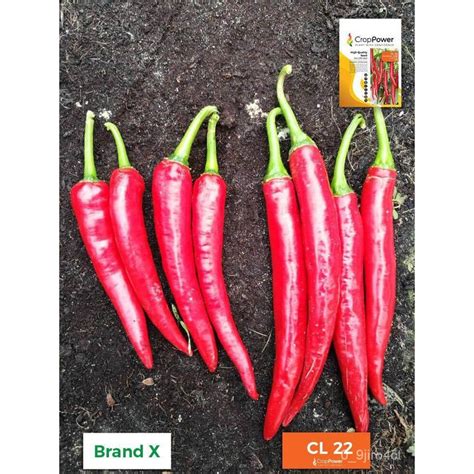 จดประเทศไทย Chili seeds Benih Cili รนแรกของการผสมพนธเมลดพรกไทย