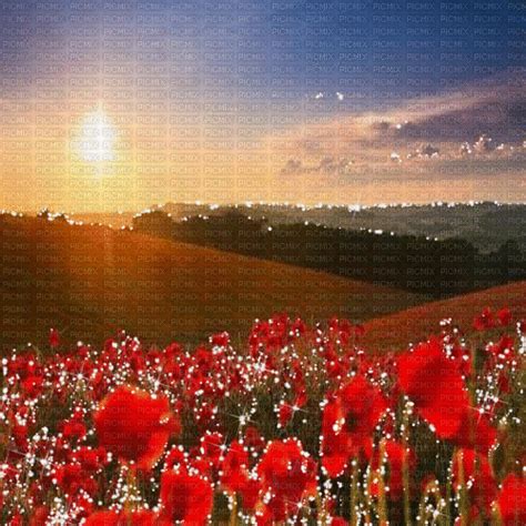 Dolceluna  Glitter Background Poppy Field Dolceluna  Glitter