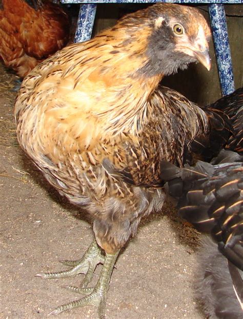 9 Week Old Easter Egger Backyard Chickens Learn How To Raise Chickens