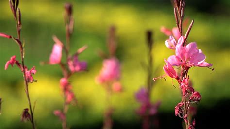 Pink Flowers in Slow-Motion 2020892 Stock Video at Vecteezy