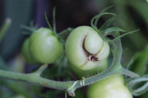 Tomaten Im Gew Chshaus Abstand Temperatur Und Pflege Tipps Tomaten De