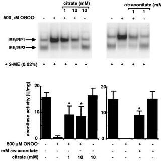 A Modulation Of Irp Ire Binding Activity H After Irradiation Of