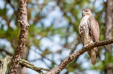 Hawks In Oklahoma: 9 Species To See In The Sooner State