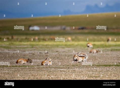 Nagqu 17th June 2024 Pregnant Tibetan Antelopes Lick Themselves To