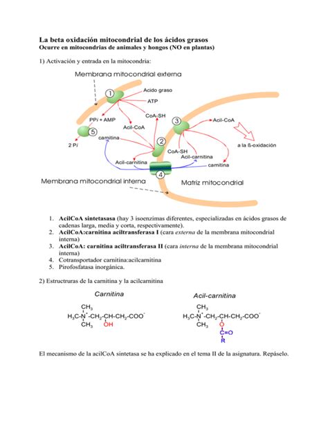 La Beta Oxidaci N Mitocondrial De Los Cidos Grasos