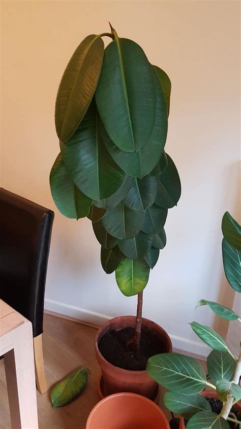 Identifying Rubber Plant Problems