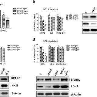 Overexpression Of Sparc Re Sensitizes Fu Resistant Cells To Fu