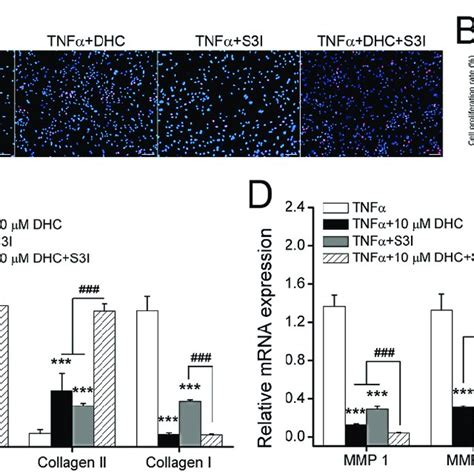 Dehydrocorydaline DHC Regulated Cell Proliferation And Extracellular