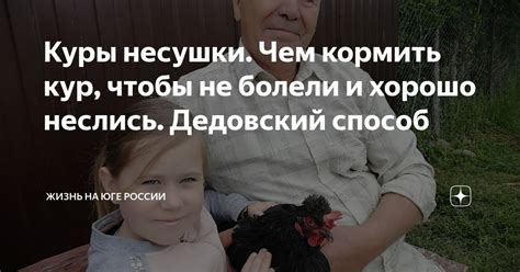 Куры несушки. Чем кормить кур, чтобы не болели и хорошо неслись ...