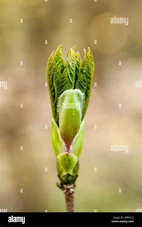 Sycamore Maple Great Maple Acer Pseudoplatanus Breaking Bud